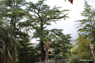 Cedro parco Zafferana